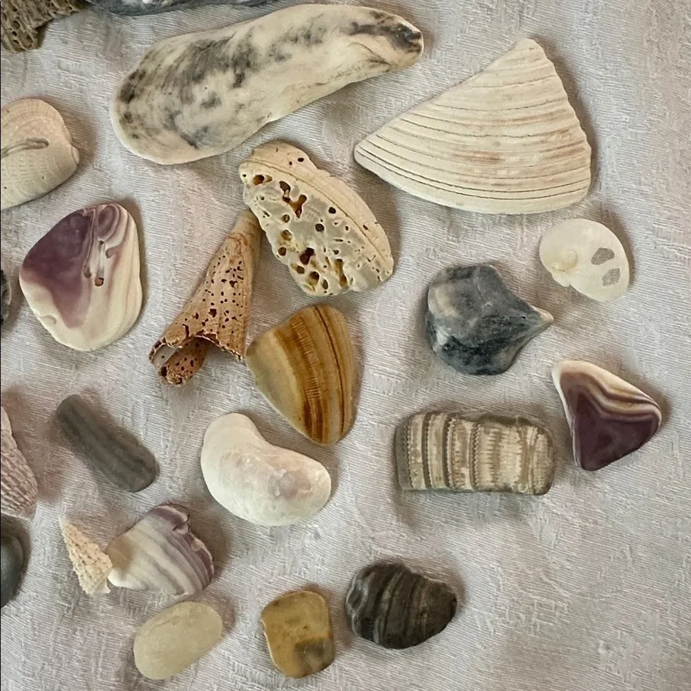 Bundle of Small Sea Shells From Bahamas and Florida